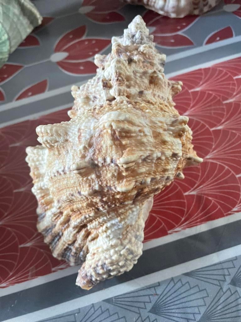 Schelpen, Ophalen of Verzenden, Schelp(en)