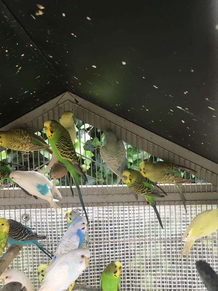 HIPPE KLEUREN GRASPARKIETJES VANAF 20 EURO/KOPPEL, Animaux & Accessoires, Oiseaux | Perruches & Perroquets, Perruche, Plusieurs animaux