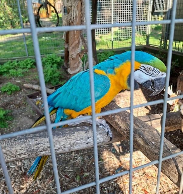 ARA KOPPEL TE KOOP, Meerdere dieren, Papegaai, Pratend