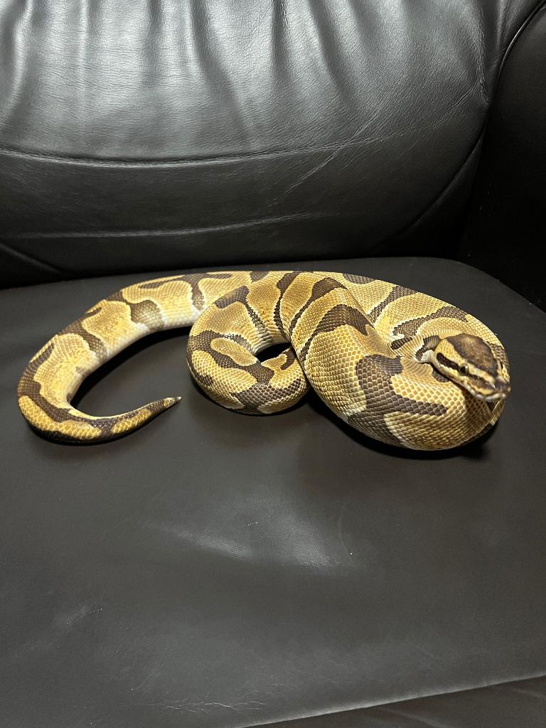 Ball python, Dieren en Toebehoren, Slang