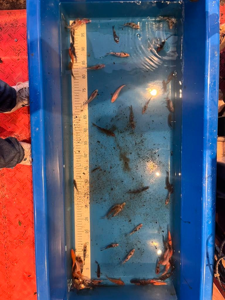 Laatste europese koi’s, Dieren en Toebehoren, Vissen | Vijvervissen