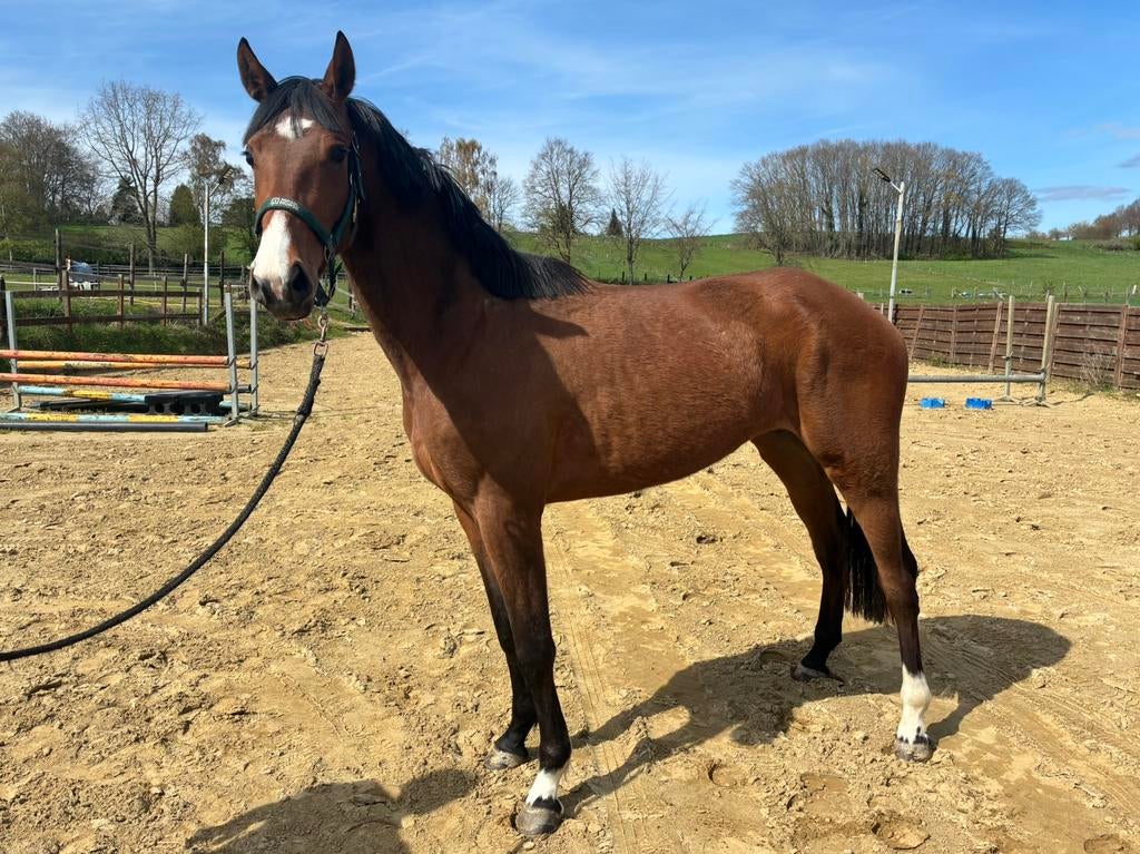 Bloedmooie 3-jarige dressuurmerrie