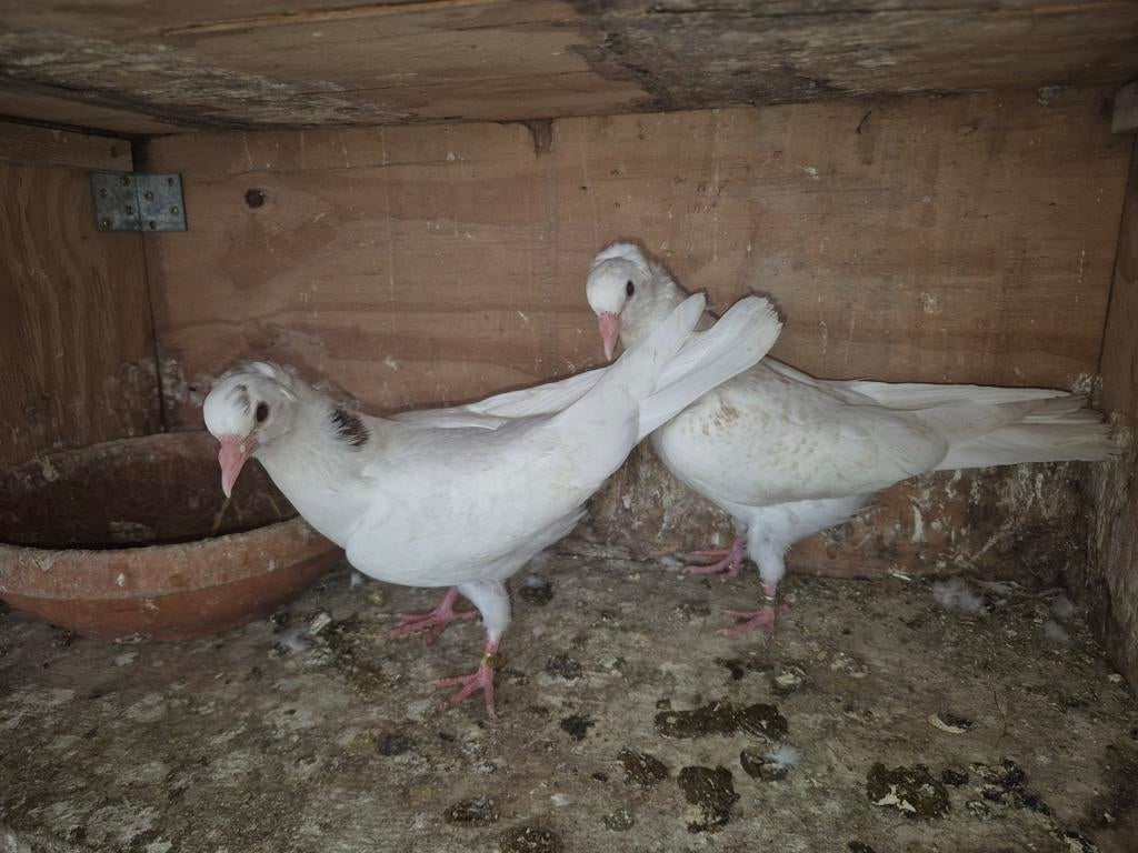 Bakina hoogvlieger 25€ kopel