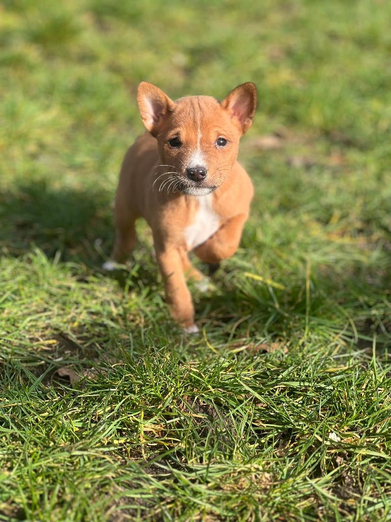 Bij ons geboren unieke Basenji pups, Parvo, België, Overige rassen, 8 tot 15 weken