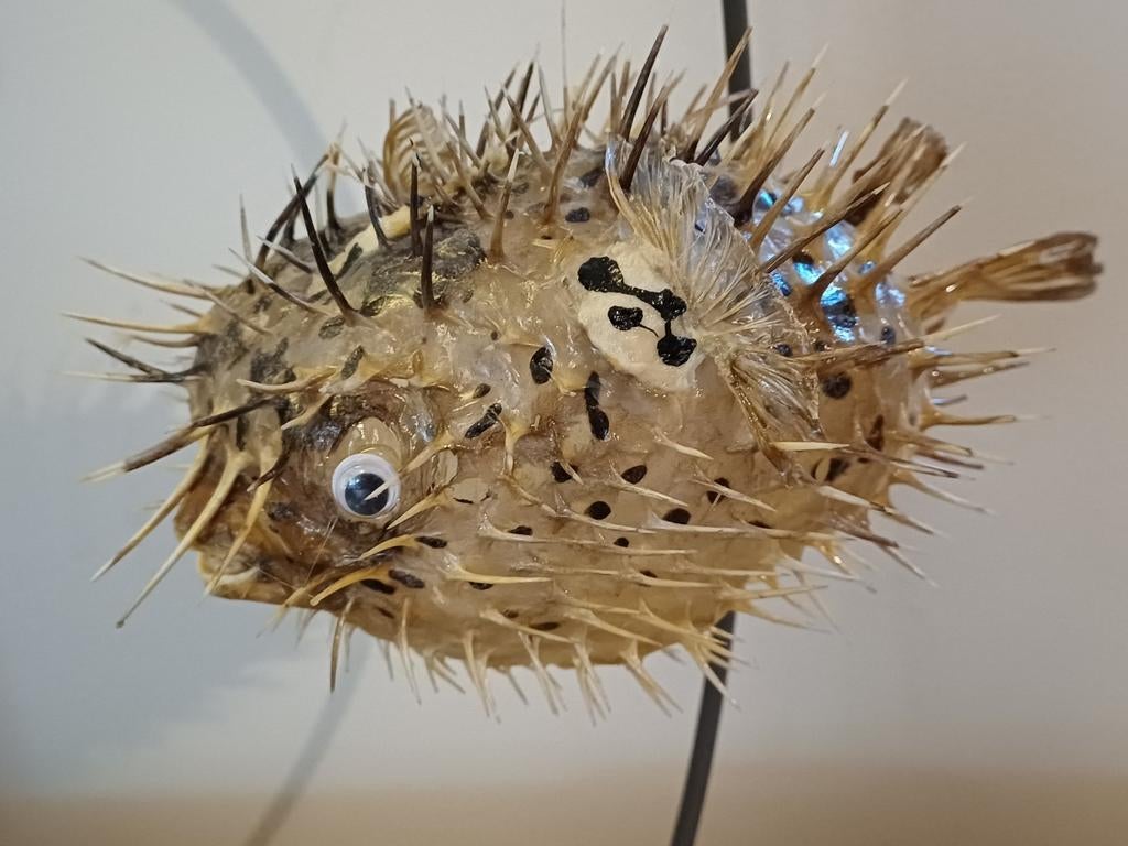 Taxidermie : gros poisson-hérisson - cabinet de curiosités, Enlèvement ou Envoi, Utilisé, Autres, Animal empaillé