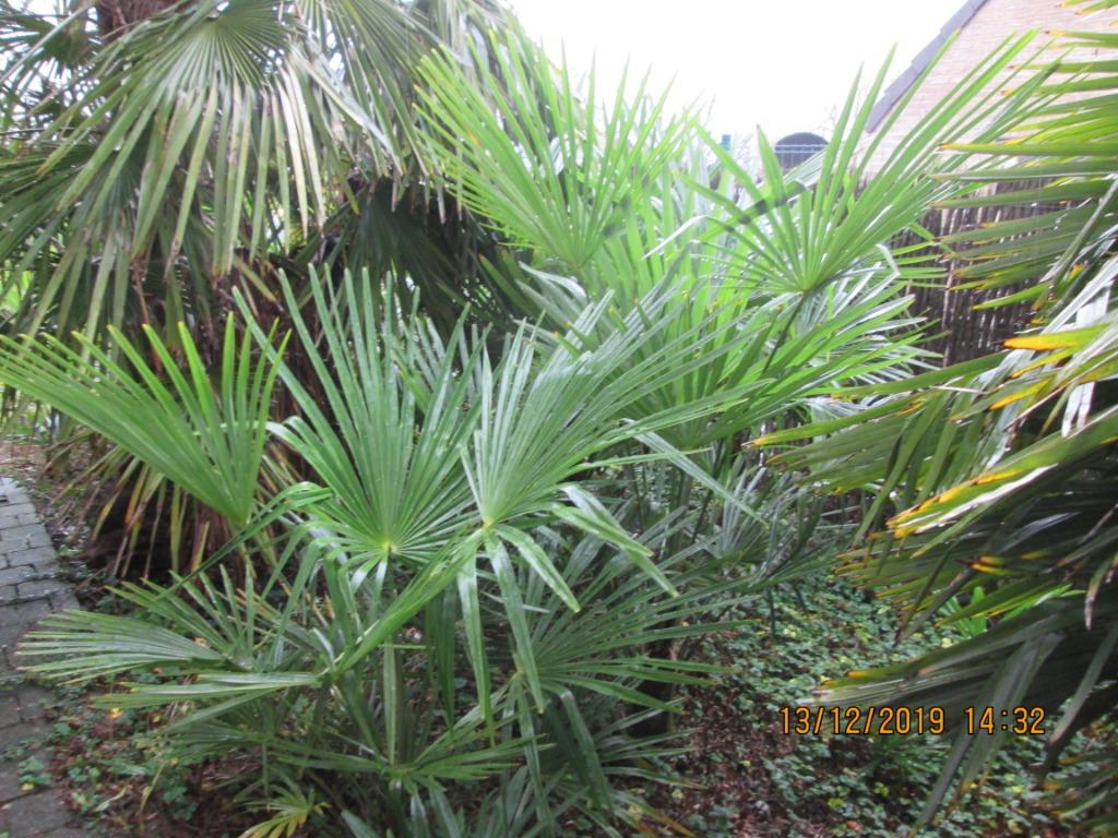 palmiers, Jardin & Terrasse, Plantes | Arbres, Enlèvement, Automne, Ombre partielle, Palmier