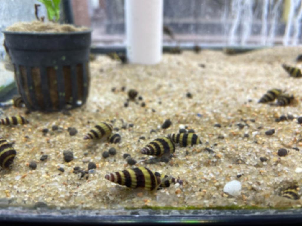 helena slakken / assassin snails, Enlèvement, Comme neuf, Autres types