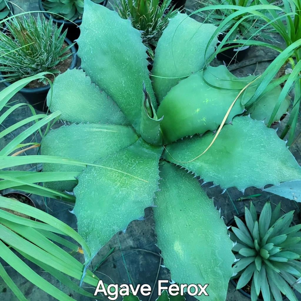 Agave ferox, Tuin en Terras, Bloembollen en Zaden, Ophalen of Verzenden