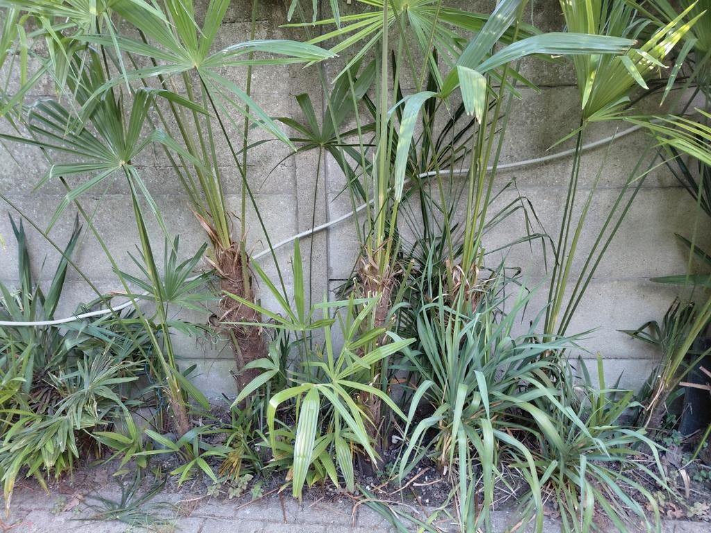 Thrachycarpus Fortunei palmboom Stam 90cm grootte 1.5 meter, Ophalen, Palmboom