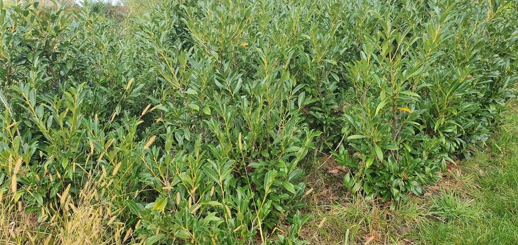 Diversen maten bomen heesters coniferen etc tekoop aangebode, Ophalen