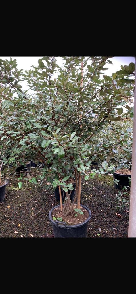 Elaeagnus ebbingei. Meerstammige Boom.