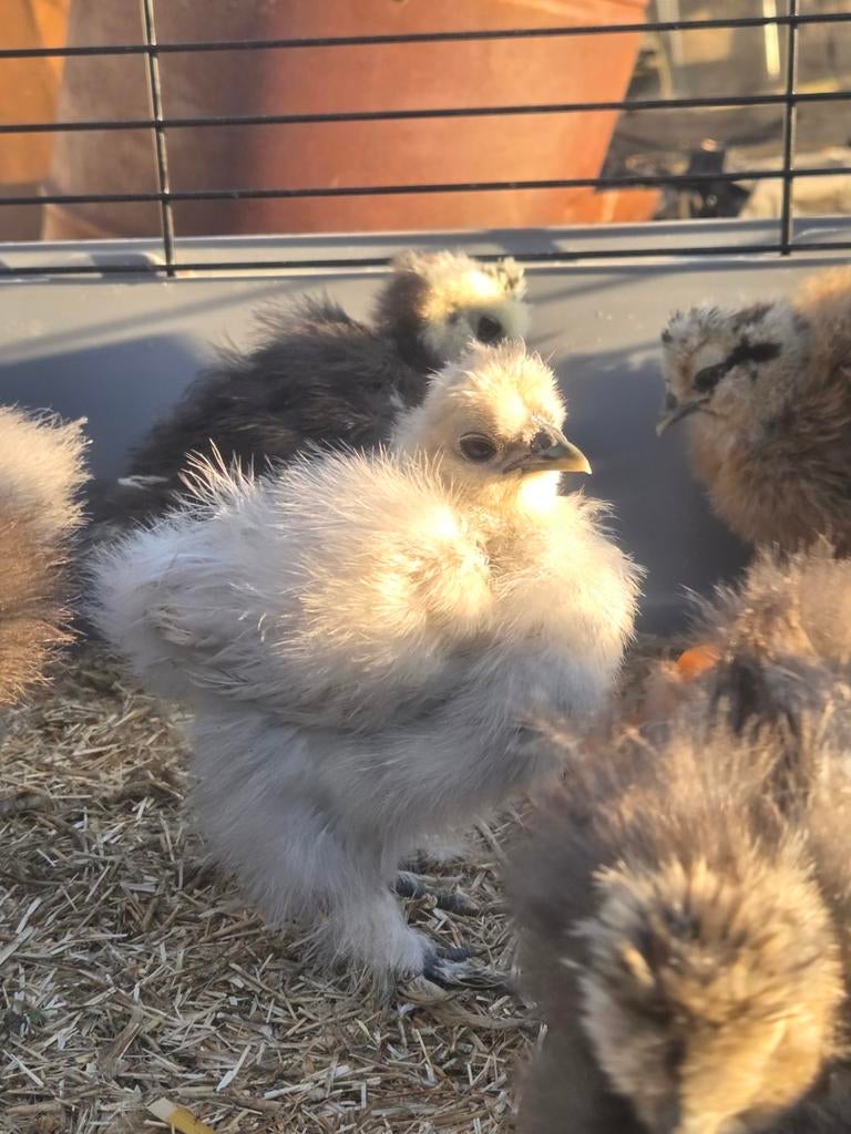 USA zijdehoen kriel., Dieren en Toebehoren, Pluimvee, Geslacht onbekend