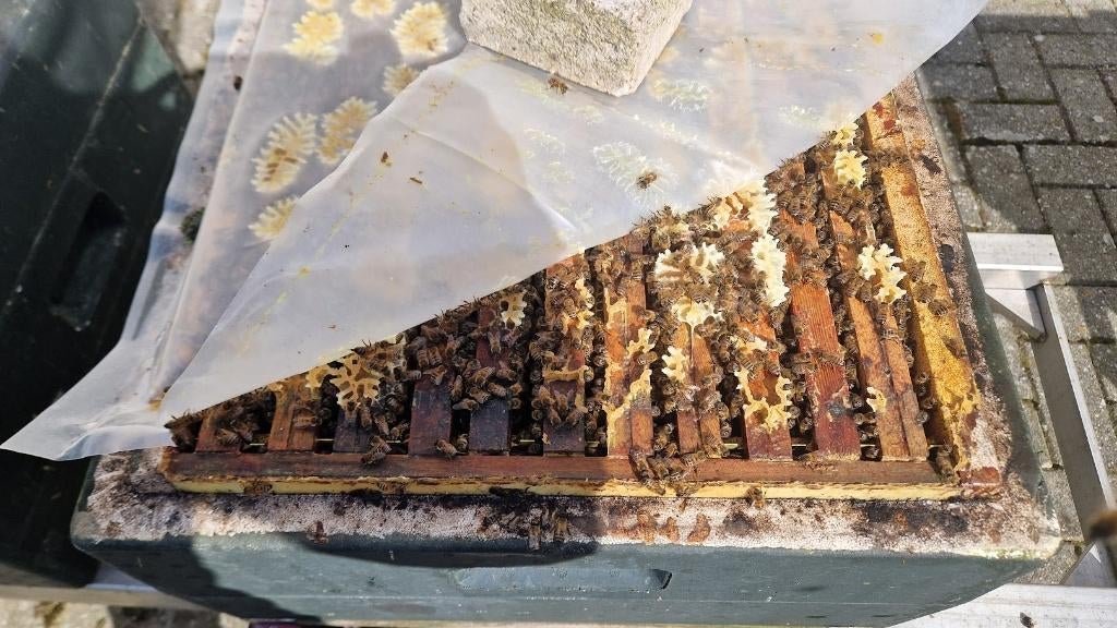 Bijenvolken Buckfast en Carnica wegens stopzetting imkerij, Dieren en Toebehoren, Bijen