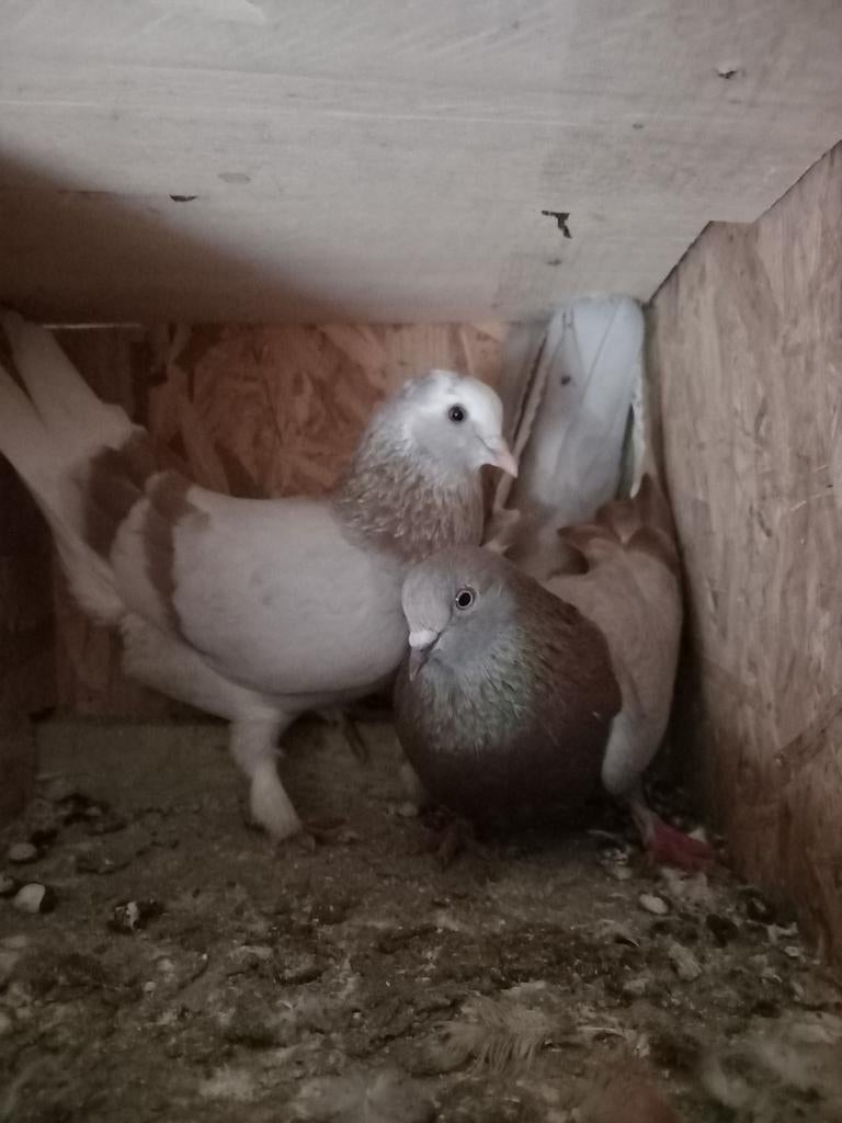 Takla mooi duiven Koppel 40€