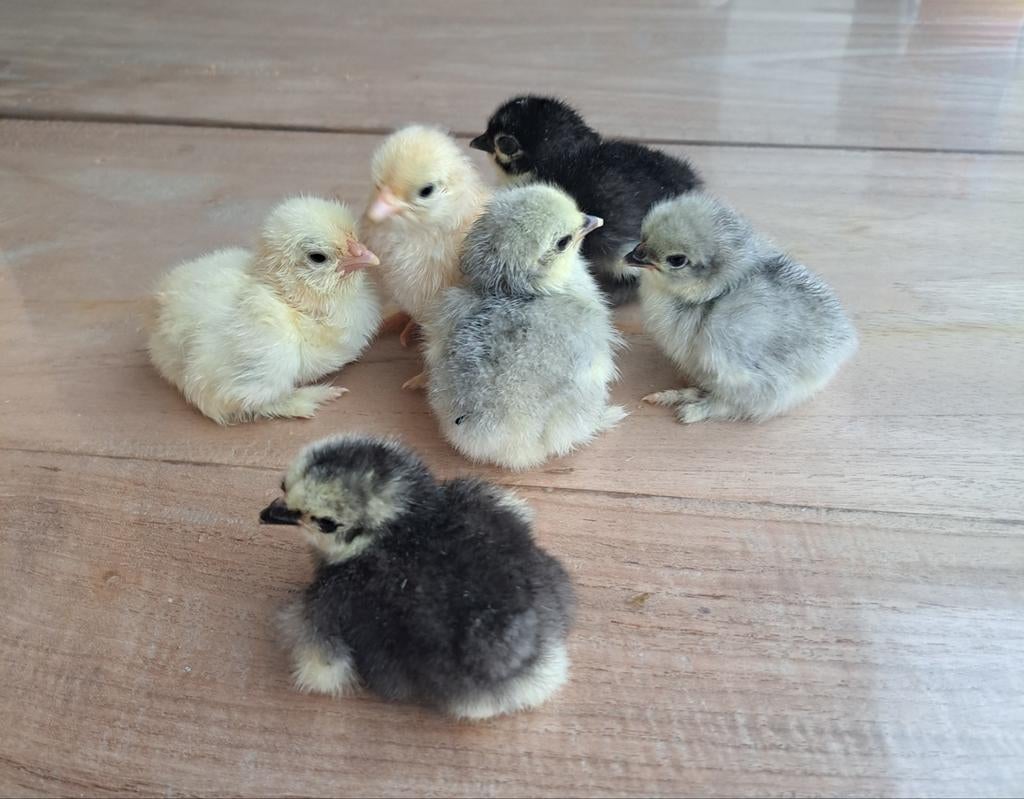 Cochin kriel kuikens – verschillende kleuren, Dieren en Toebehoren, Geslacht onbekend, Kip