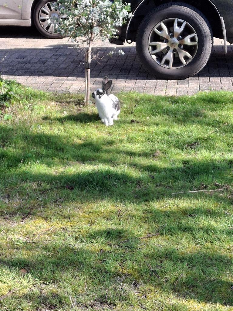 Tam konijn rammelaar, Dieren en Toebehoren, Konijnen, Mannelijk, Klein, 0 tot 2 jaar