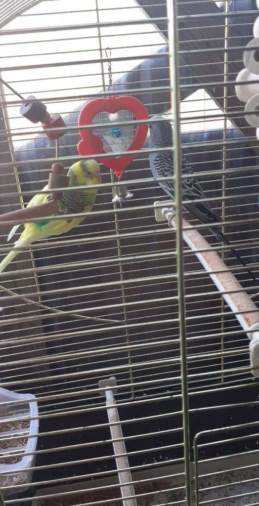 vogels, Dieren en Toebehoren, Meerdere dieren, Parkiet, Geringd