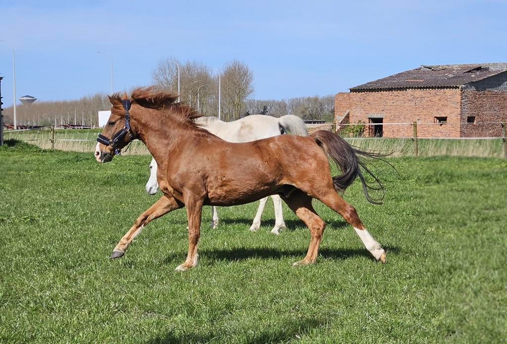 Poney D à vendre, Animaux & Accessoires, Chevaux, 11 ans ou plus, Hongre, Moins de 160 cm, Avec pedigree