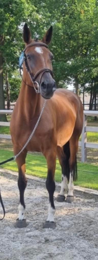 Fokmerrie 2012, Dieren en Toebehoren, Paarden, Merrie, Springpaard, Met stamboom, M