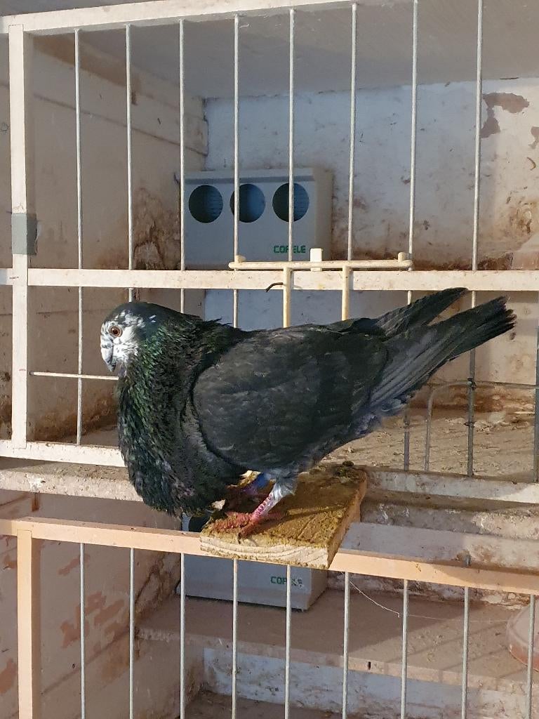 Gorguero Spaanse kropper, Dieren en Toebehoren, Meerdere dieren, Kropper