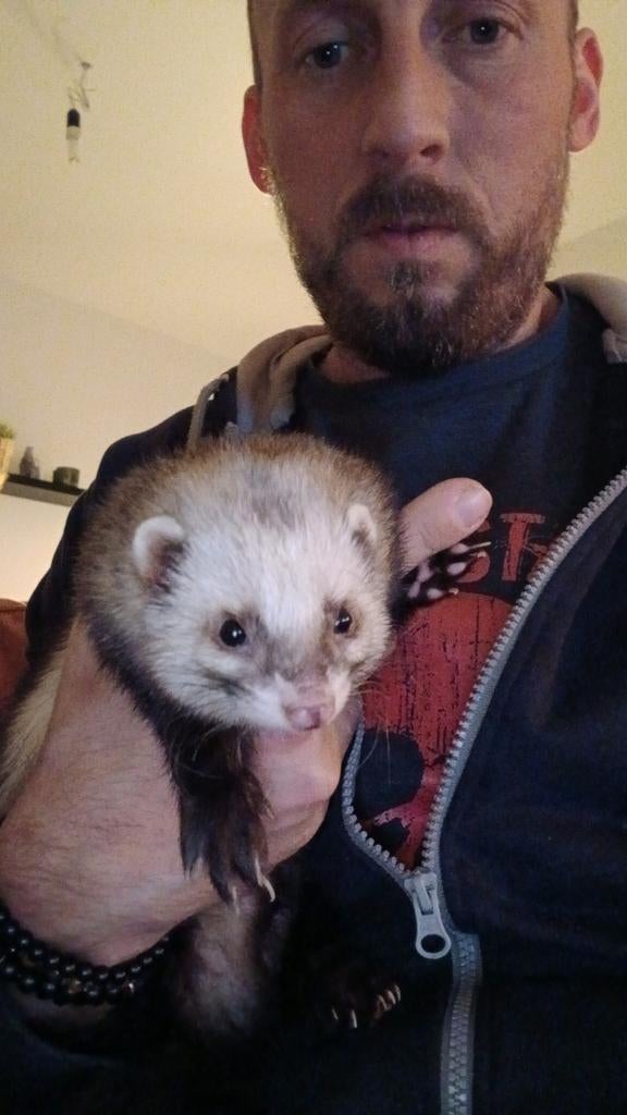 Fret, Rammetje, 1jr oud + kooi en krabpaal, Février, Mâle