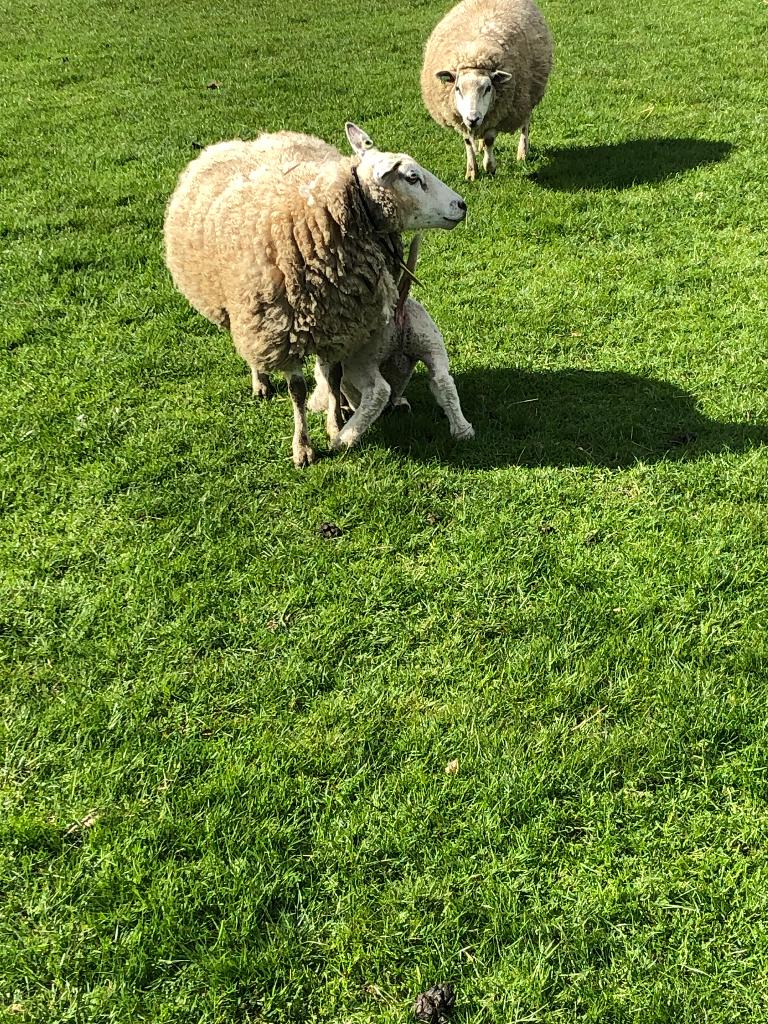 Schaap met ramlam, Dieren en Toebehoren, Mannelijk, Schaap, 3 tot 5 jaar