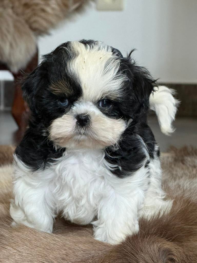 ShIh tzu pups, Parvo, België, Overige rassen, 8 tot 15 weken