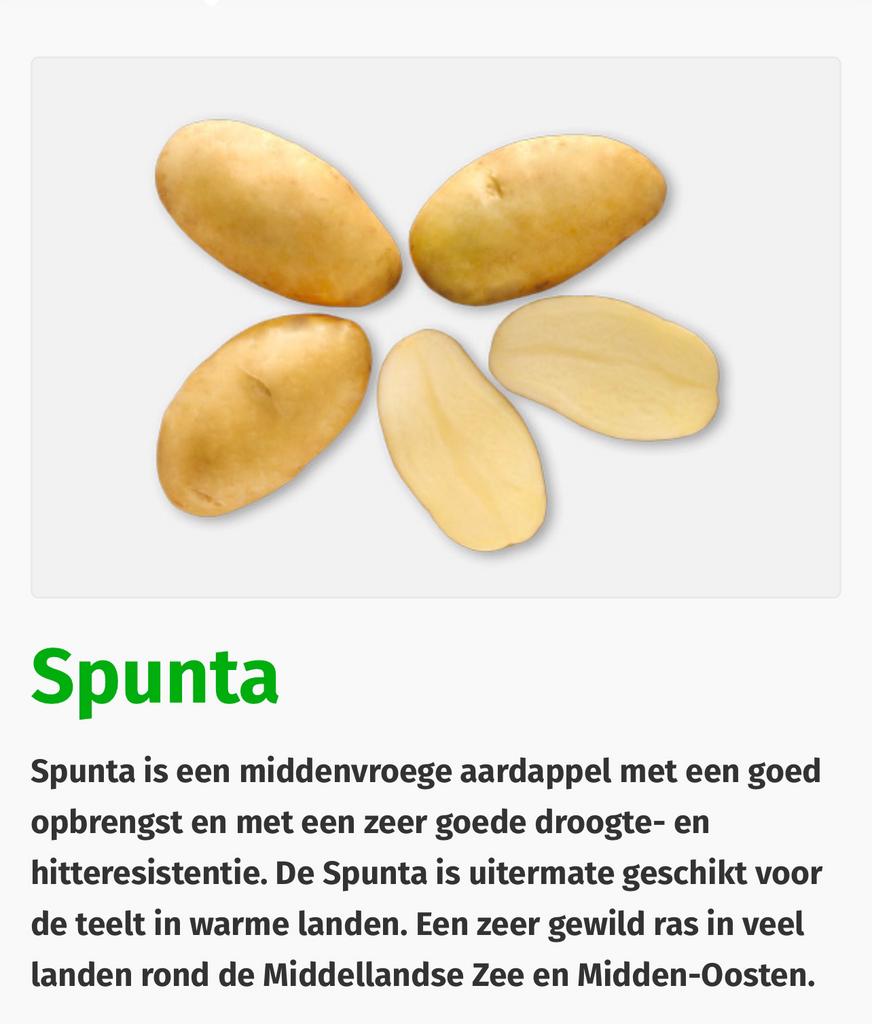 Poot aardappelen SPUNTA, Dieren en Toebehoren, Insecten en Spinnen