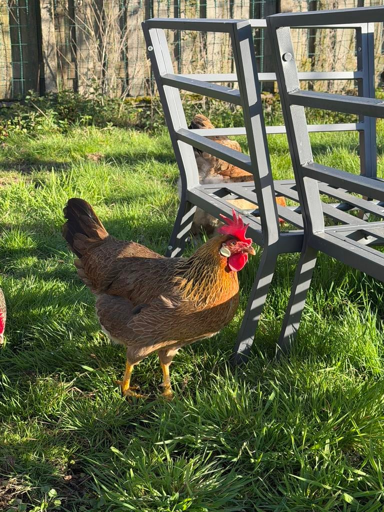 Jonge haan, Dieren en Toebehoren, Kip