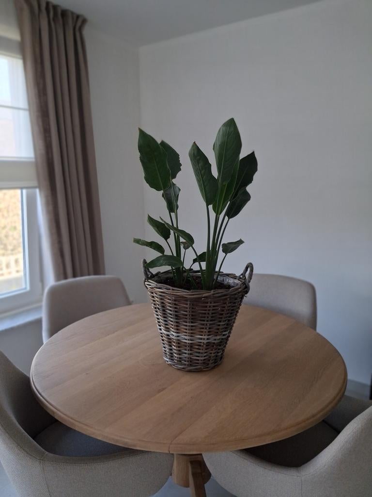 strelitzia paradijsvogelplant kamerplant, Maison & Meubles, Enlèvement