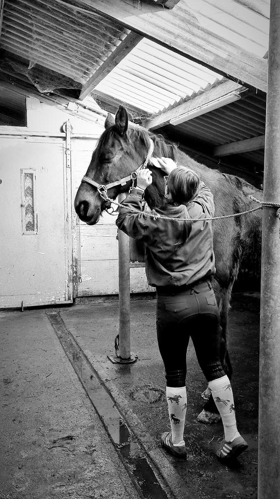 Opzoek!!, Dieren en Toebehoren, Paarden, Merrie