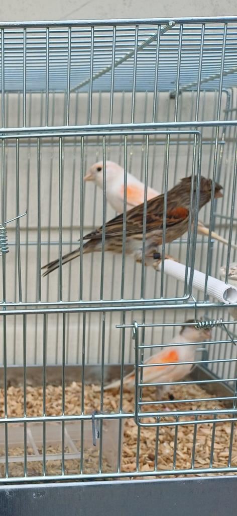 Zuivere Harlekijnpoppen  3 stuks