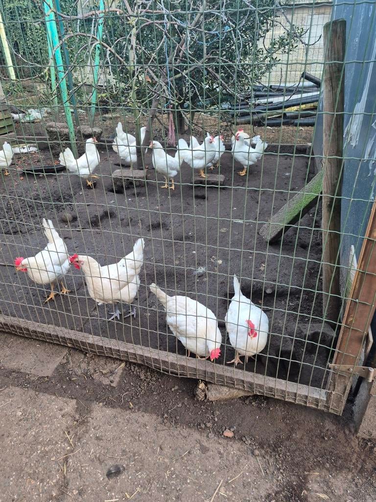 Jonge legkippen aan de leg en ingeënt, Dieren en Toebehoren, Pluimvee