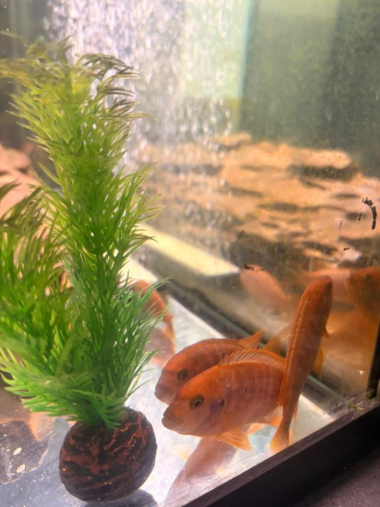 Pseudotropheis williamse ( malawi cichliden 12 stuks rode), Dieren en Toebehoren, Vis, Zoetwatervis