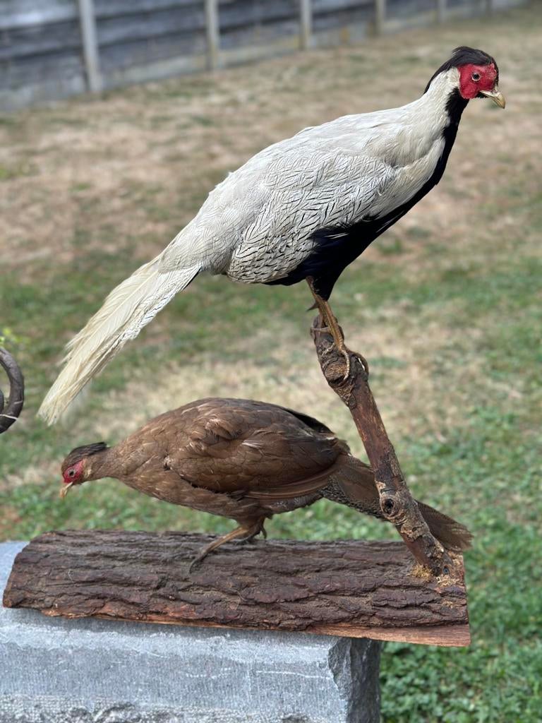 Taxidermie fazant koppel zilverfazant, Ophalen