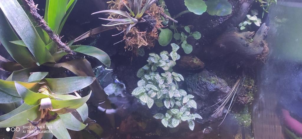 Terrarium tropical complet – Un coin de nature chez vous, Enlèvement, Utilisé, Terrarium ou Paludarium