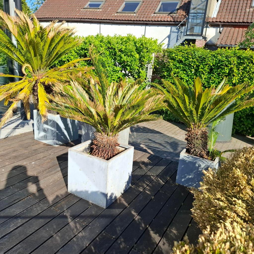 4 palmbomen. Op te halen in Wechelderzande, Tuin en Terras, Ophalen, Palmboom, 100 tot 250 cm