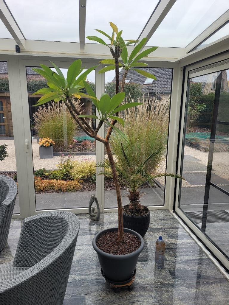 Oleander Plumeria, Volle zon, Vaste plant, Zomer, Ophalen