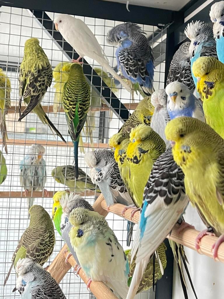 We hebben jonge Engelse grasparkieten beschikbaar (K060)., Dieren en Toebehoren, Vogels | Parkieten en Papegaaien, Geslacht onbekend