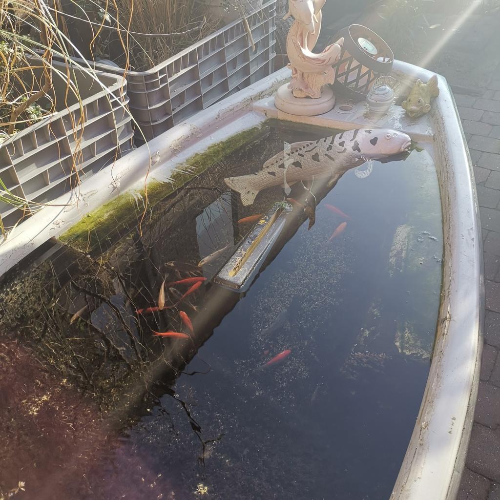 vijver in een zeilbootje, Dieren en Toebehoren