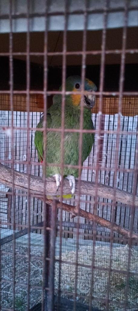Amazone papagaai louka, Geslacht onbekend, Tropenvogel, Geringd