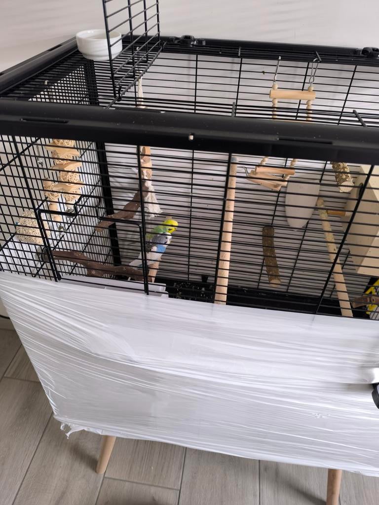 Parkieten met kooi alles compleet mett spelgoed, Dieren en Toebehoren, Ophalen of Verzenden