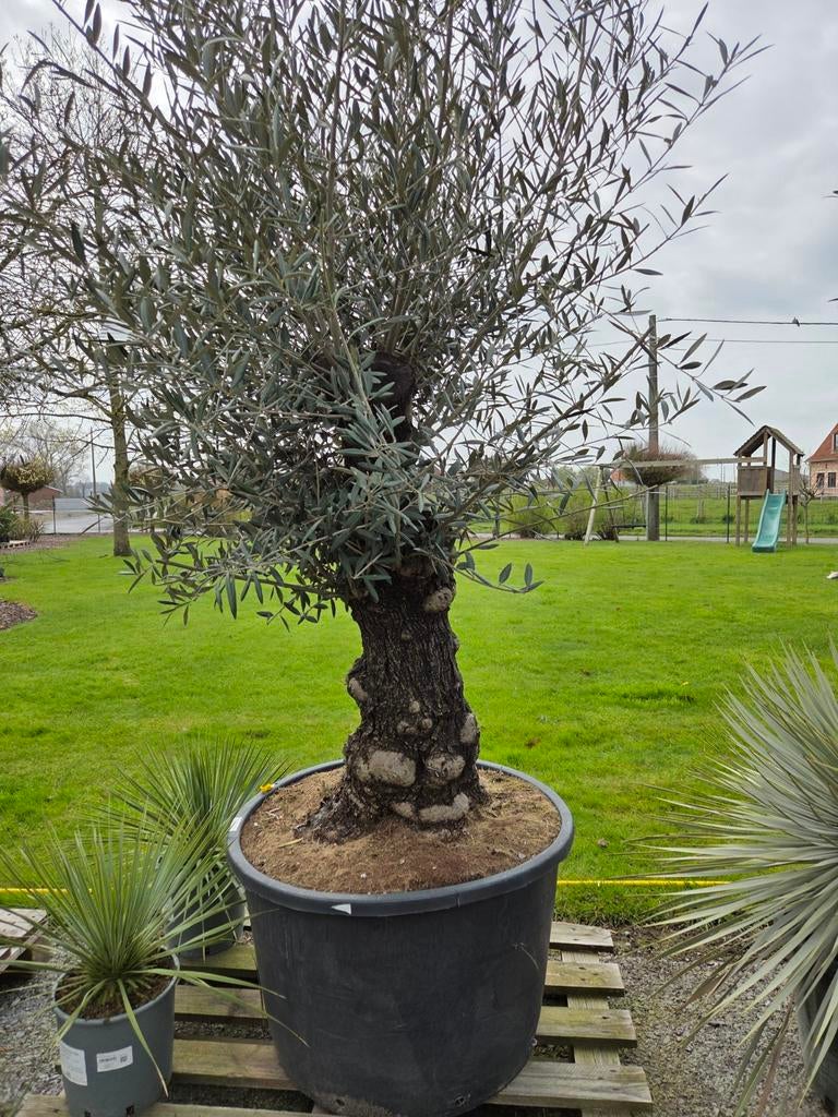 Olijfboom Olea Europaea, Ophalen, Olijfboom