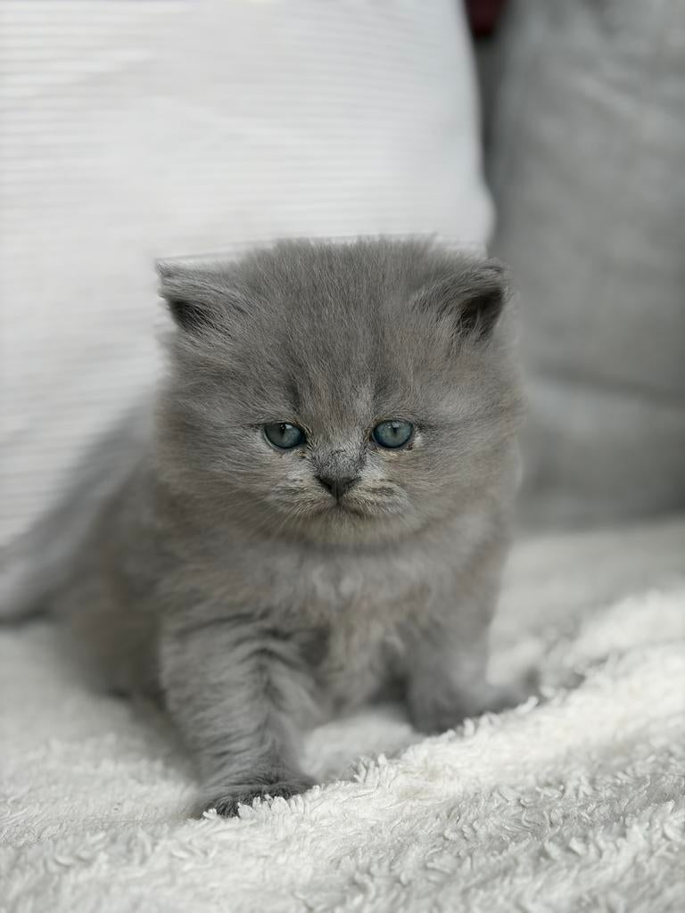 Britse langharige kittens, Meerdere dieren, Gechipt, 0 tot 2 jaar