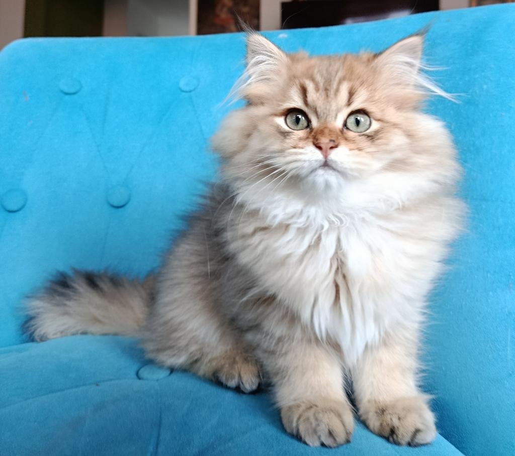 British langhaar shaded golden black, Chat, Avec pedigree, 0 à 2 ans