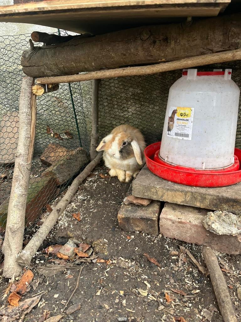 Lapin de compagnie, Animaux & Accessoires, Enlèvement