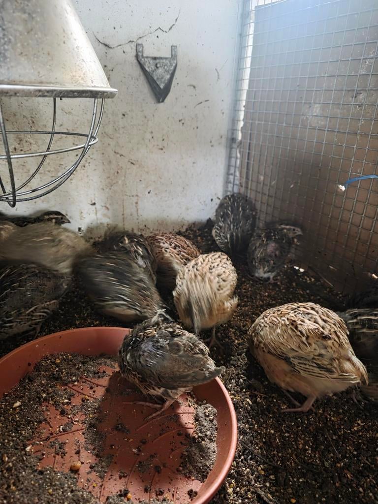 Jumbo Jap. kwartel hanen, Dieren en Toebehoren