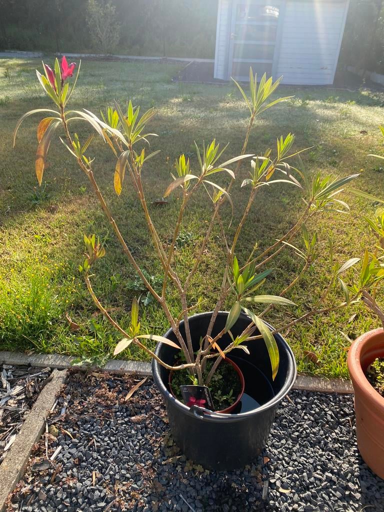 oleander zonder pot, Ophalen