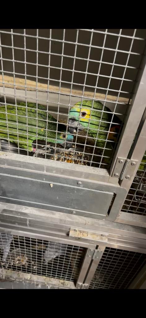 Koppel Blauwvoorhoofd amazone, Dieren en Toebehoren, Meerdere dieren, Papegaai, Geringd