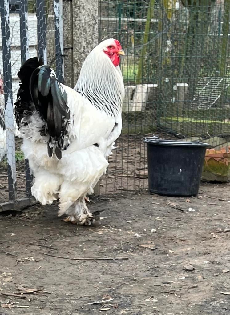 Binnenkort brahma kuikens beschikbaar, Animaux & Accessoires, Volatiles, Poule ou poulet